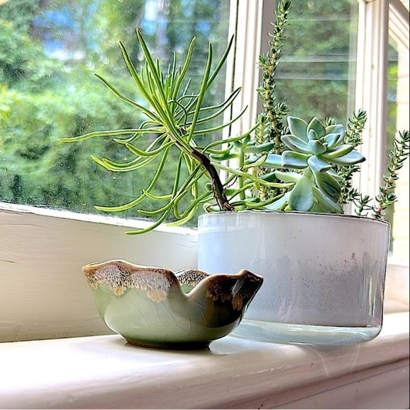NEW Windowsill SUCCULENT 4" Anthropologie - Picture 1 of 13